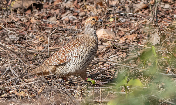 Grey francolin