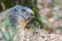 Alpine Marmot