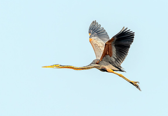 Purple heron