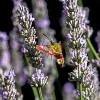 Broad-bordered bee hawk-moth