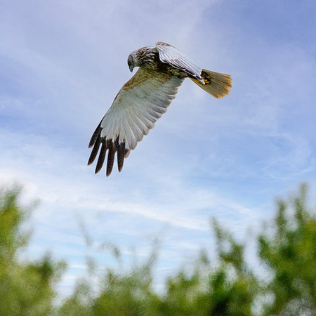 Marsh harrier