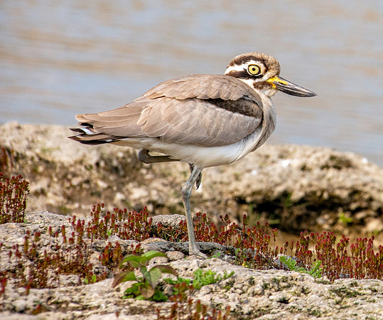 Great thick knee