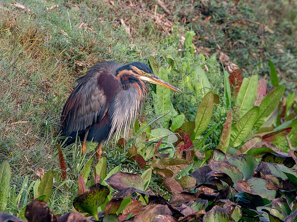 Purple heron