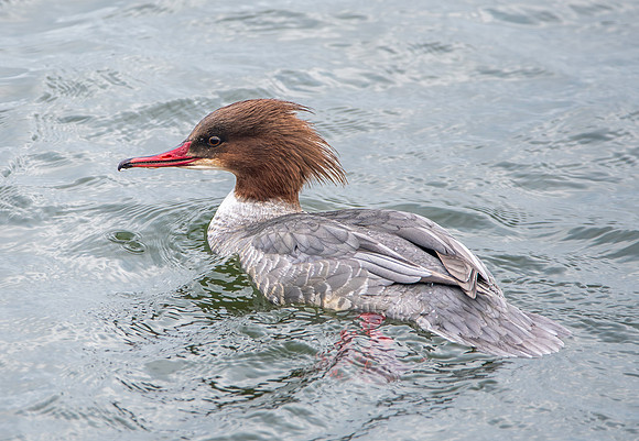 Goosander female