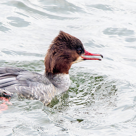 Goosander female