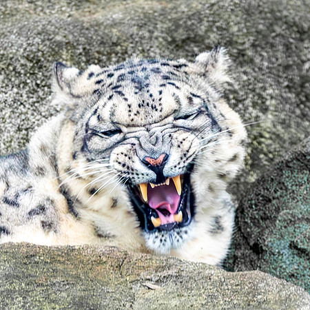 Snow leopard