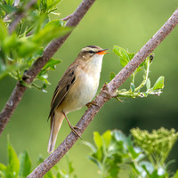 Sedge warbler
