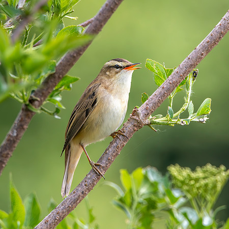 Sedge warbler