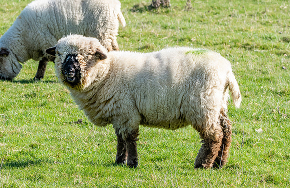 Oxford down sheep