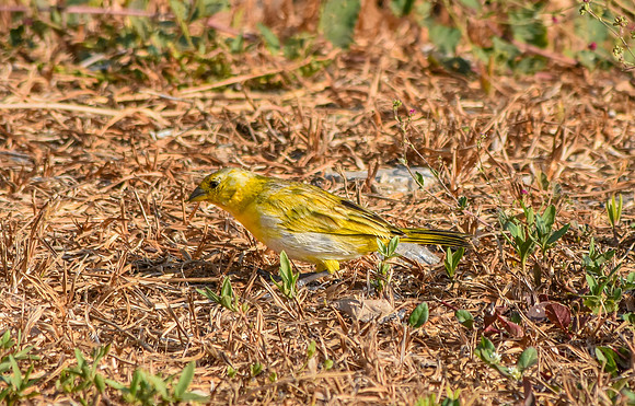 Grassland yellow finch