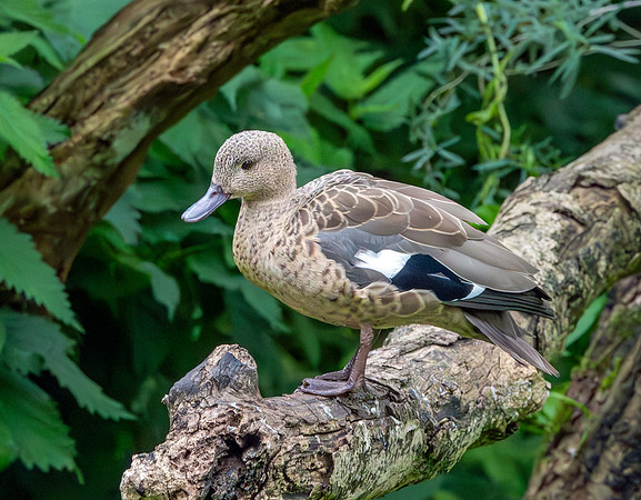 Bernier's (Madagascar) teal
