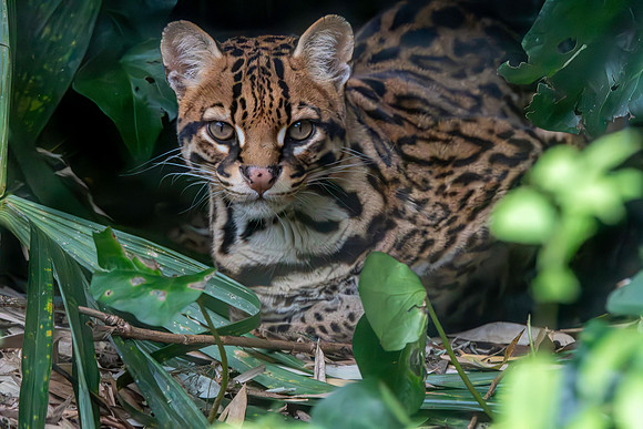 Ocelot