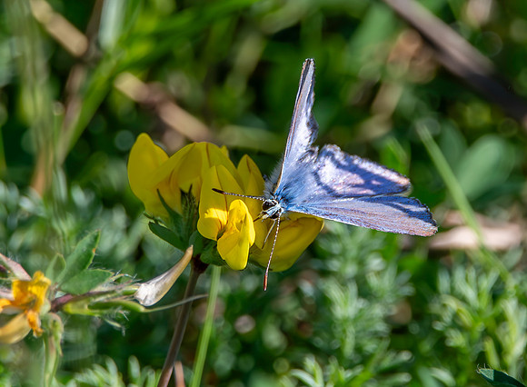 Common blue