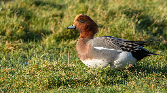 Eurasian wigeon
