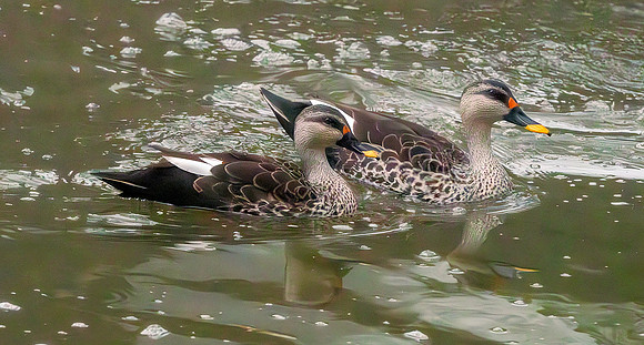 Spot billed duck
