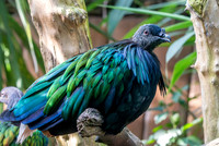 Nicobar pigeon