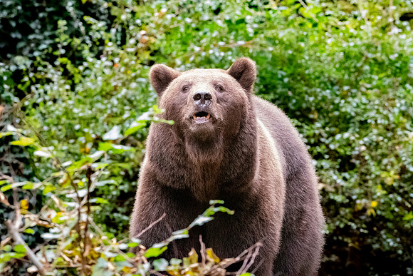 Eurasian brown bear