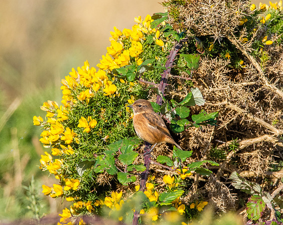 Stonechat, female