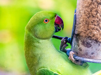 Ring-necked parakeet / Rose-ringed parakeet