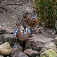 Baikal Teal