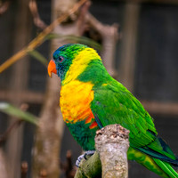 Marigold lorikeet