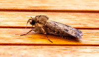 Turnip / common cutworm
