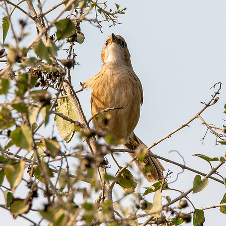 Common babbler