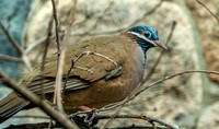 Blue headed quail dove