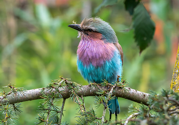 Lilac breasted roller