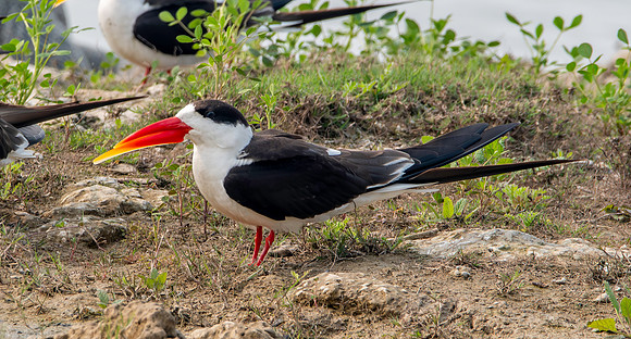 Indian skimmer
