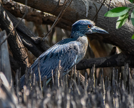 Boat billed heron