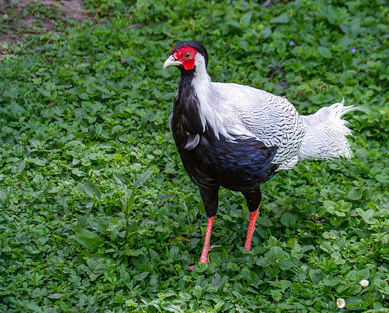 Silver pheasant, male