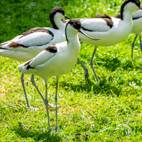 Pied avocet