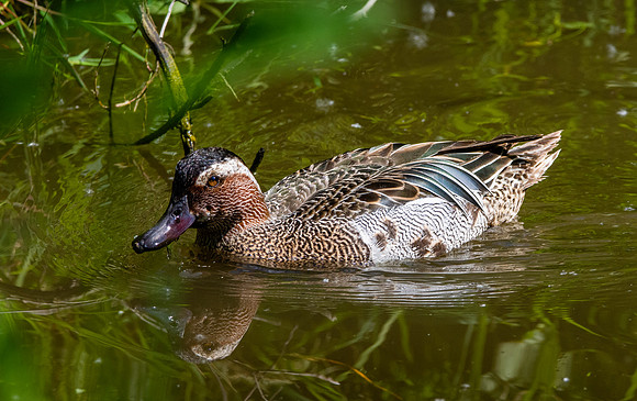 Garganey duck, male