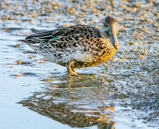 Common teal, female