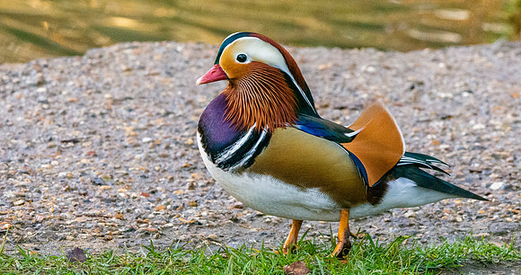 Mandarin Duck