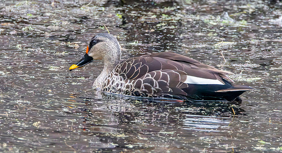 Spot billed duck