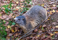 Alpine Marmot