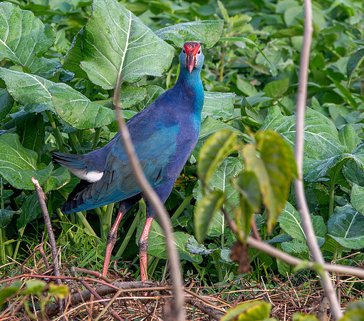 Grey headed swamphen