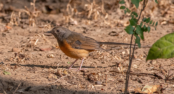 White rumped shama, female