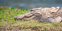 Mugger crocodile