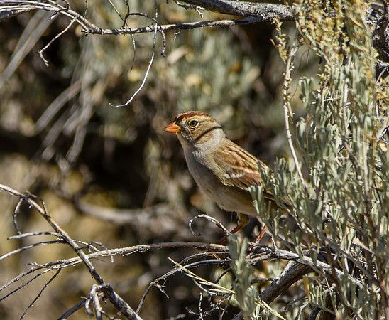 American tree sparrow