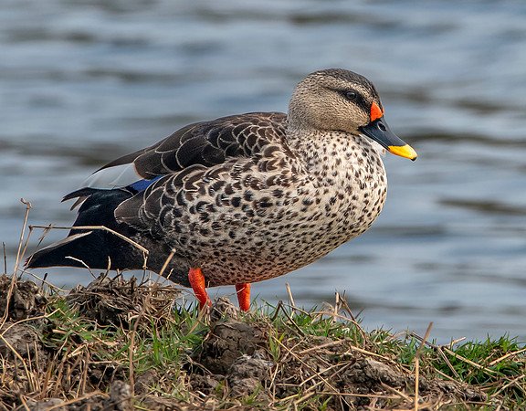 Spot billed duck