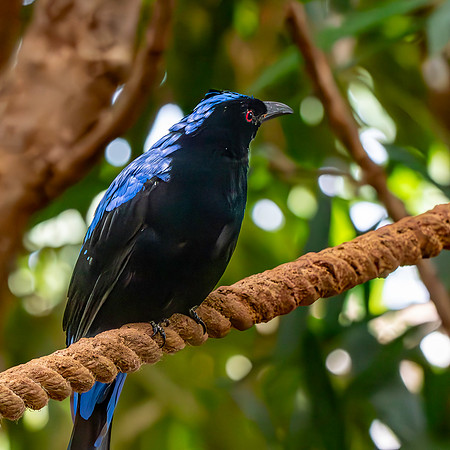 Asian fairy bluebird