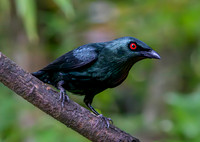 Asian glossy starling