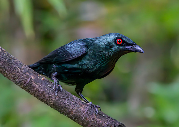 Asian glossy starling