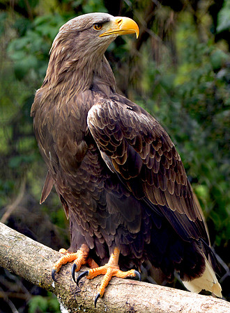 White tailed sea eagle