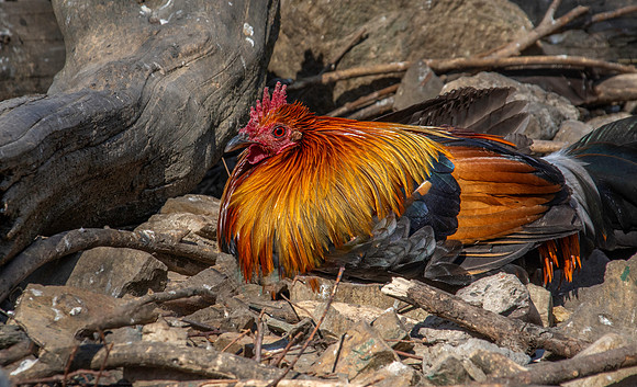 Red junglefowl