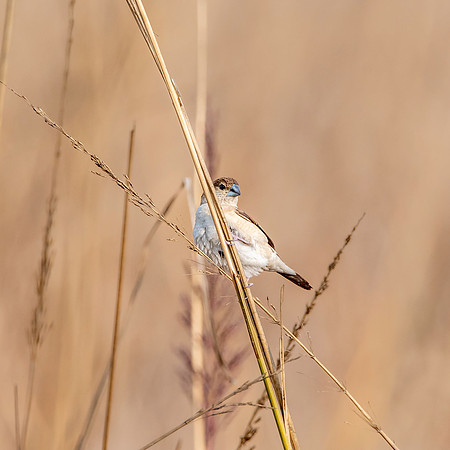 Indian silverbill
