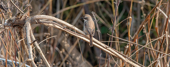 Grey bush chat
